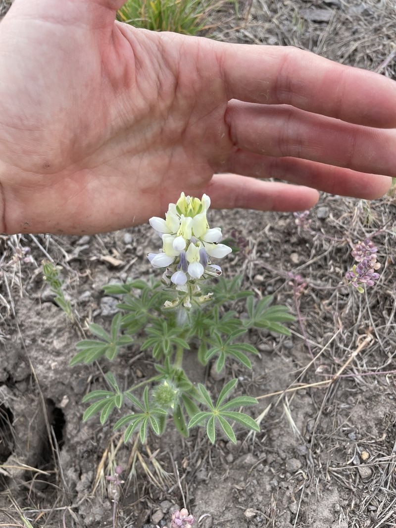 Jawleaf Lupine photo 4