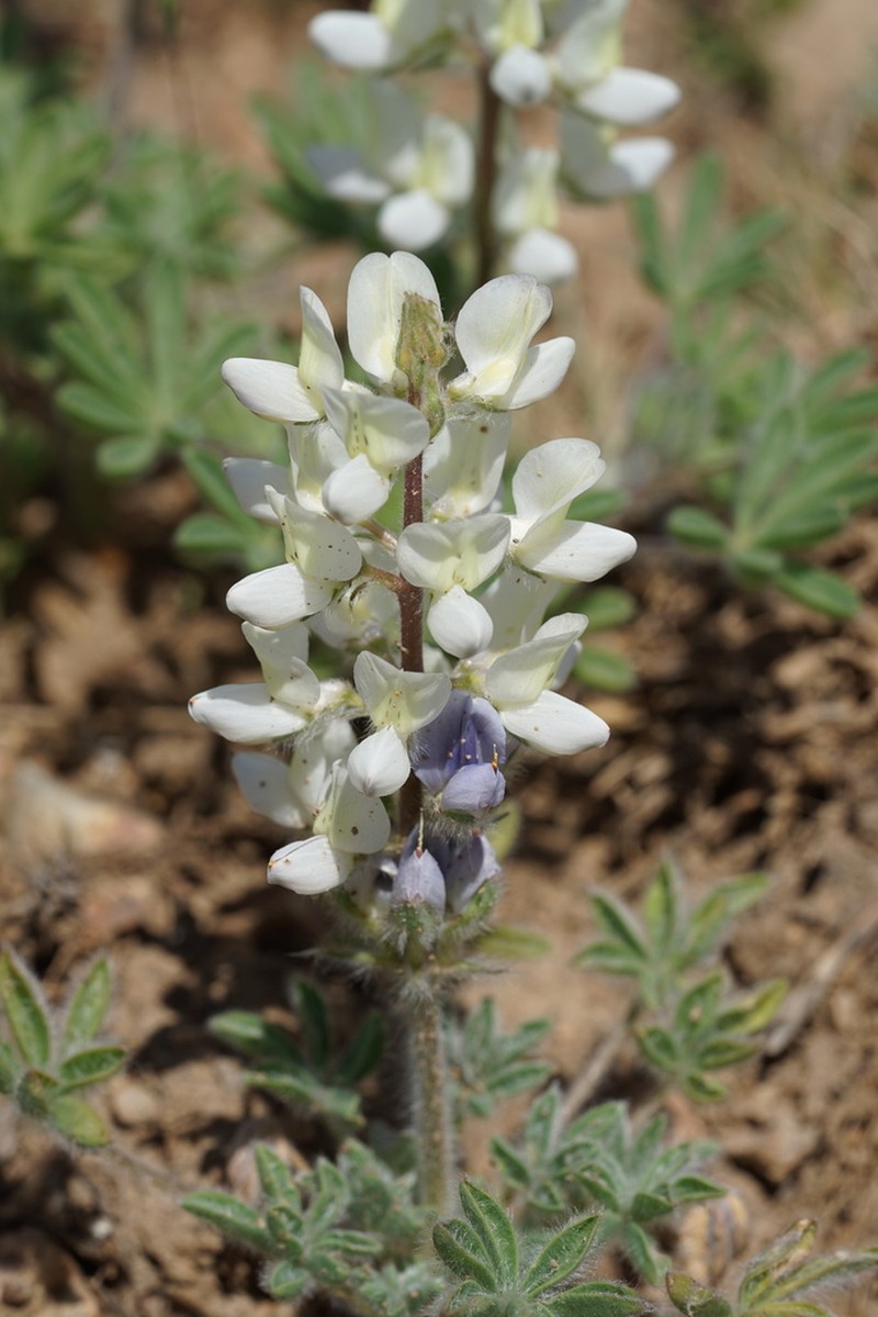 Jawleaf Lupine photo 5