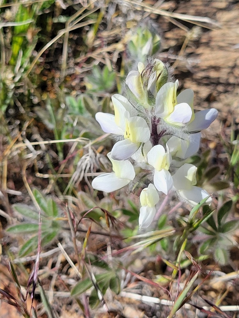 Jawleaf Lupine photo 6