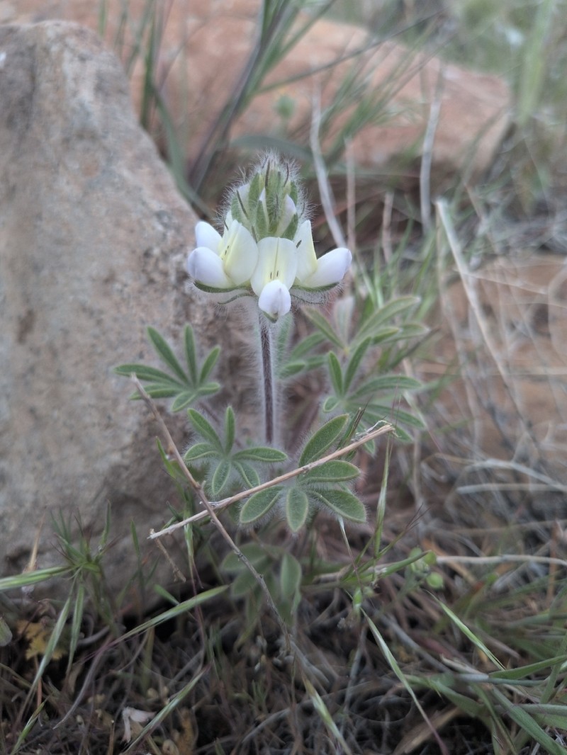 Jawleaf Lupine photo 7