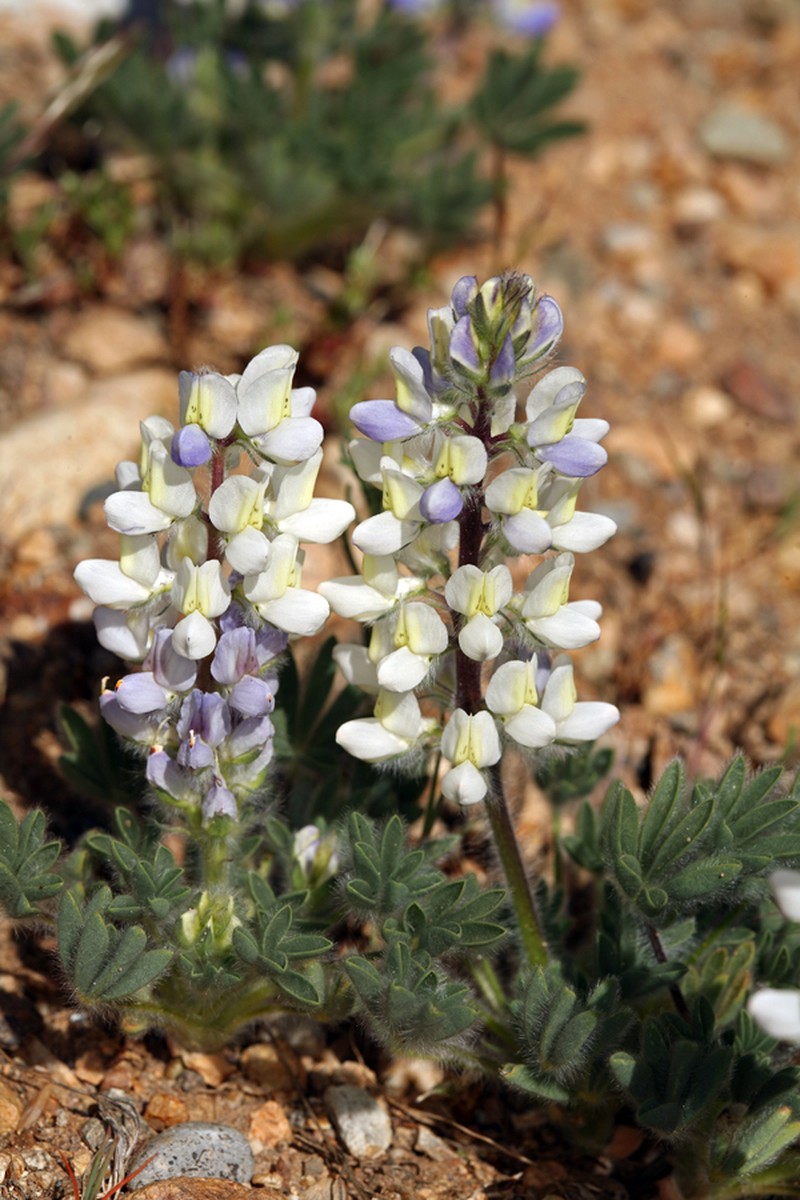 Jawleaf Lupine photo 8