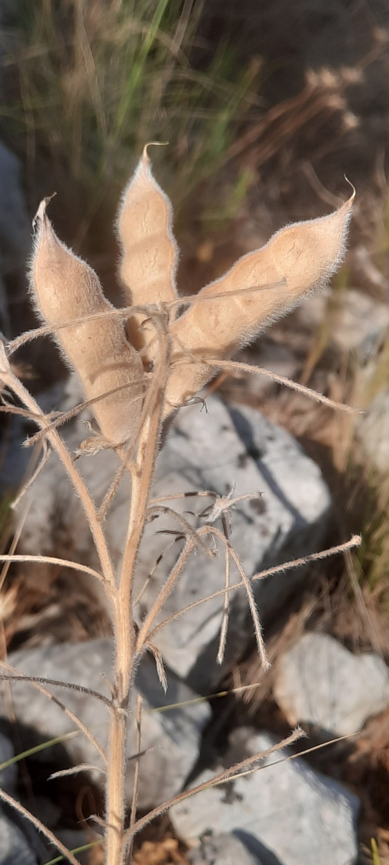 Lupinus mariae-josephae photo 3