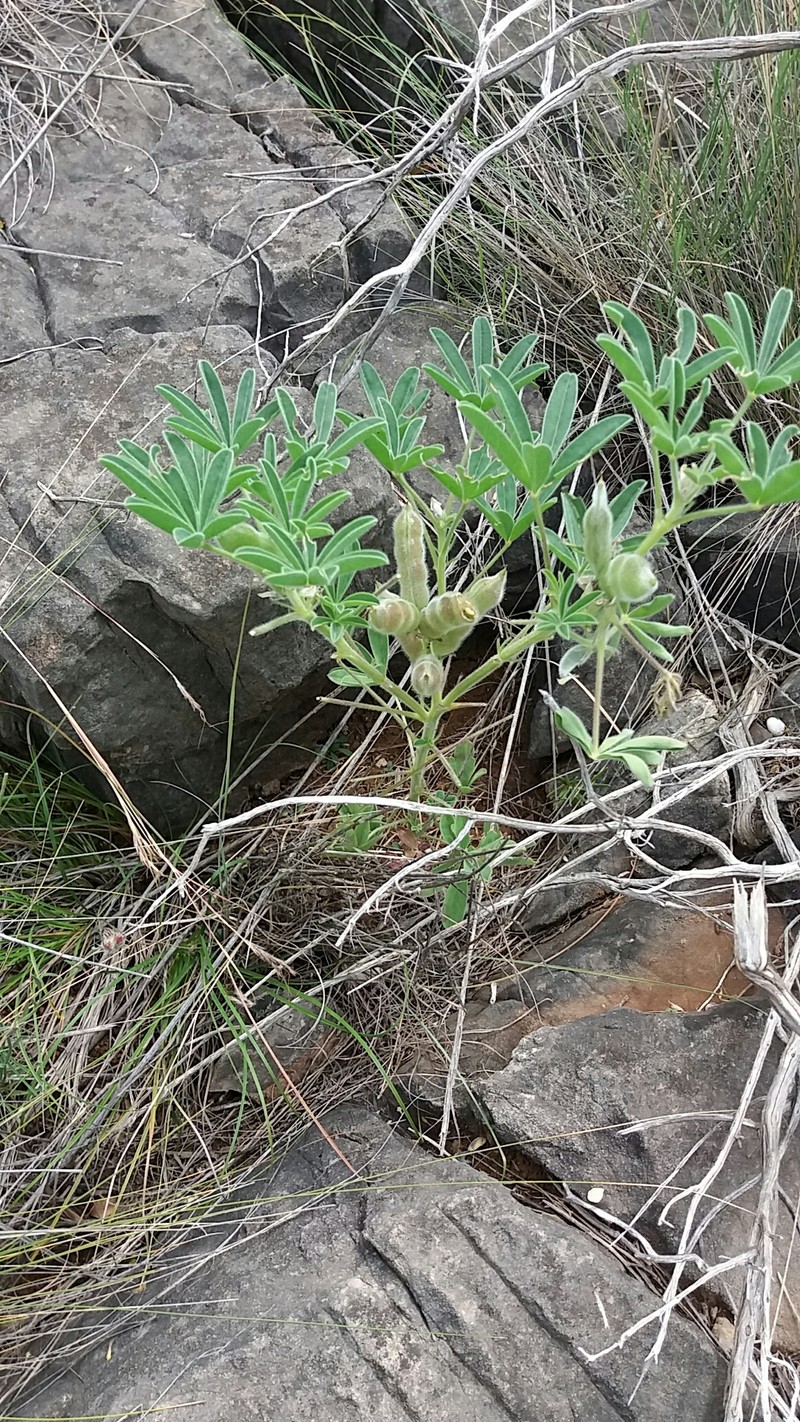Lupinus mariae-josephae photo 4