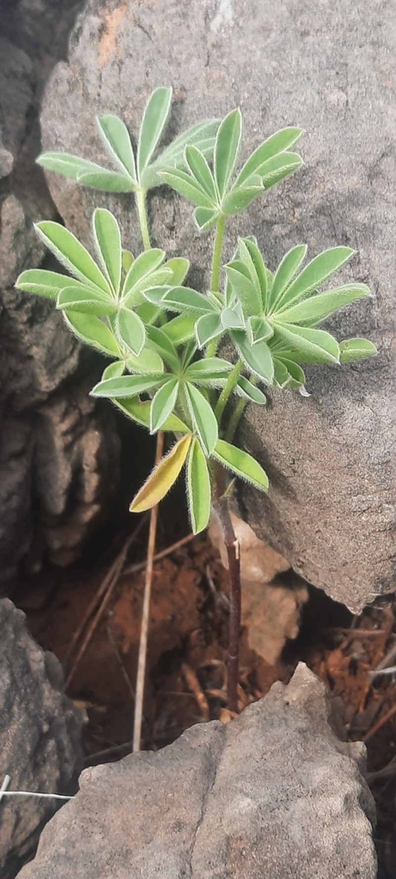 Lupinus mariae-josephae photo 5