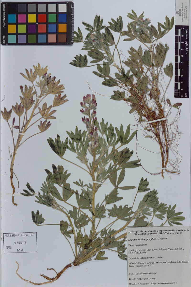 Lupinus mariae-josephae photo 6