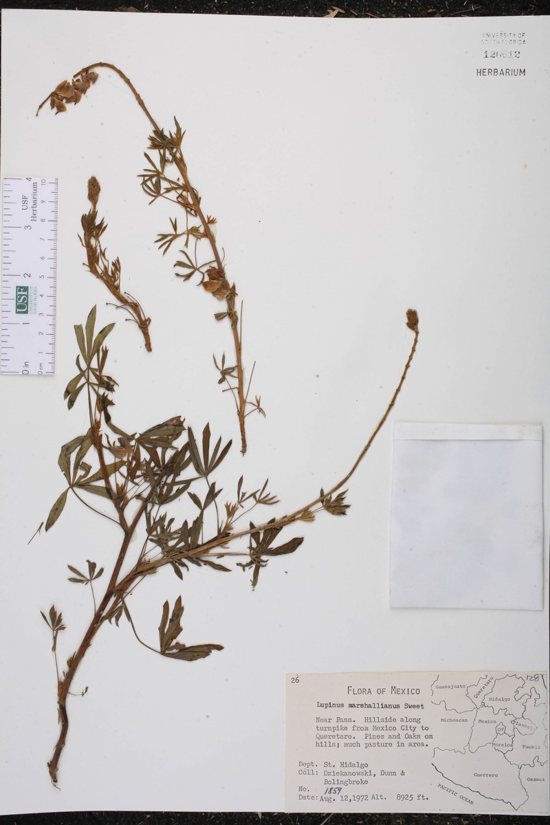 Lupinus marschallianus