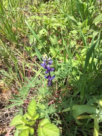 Lupinus matucanicus