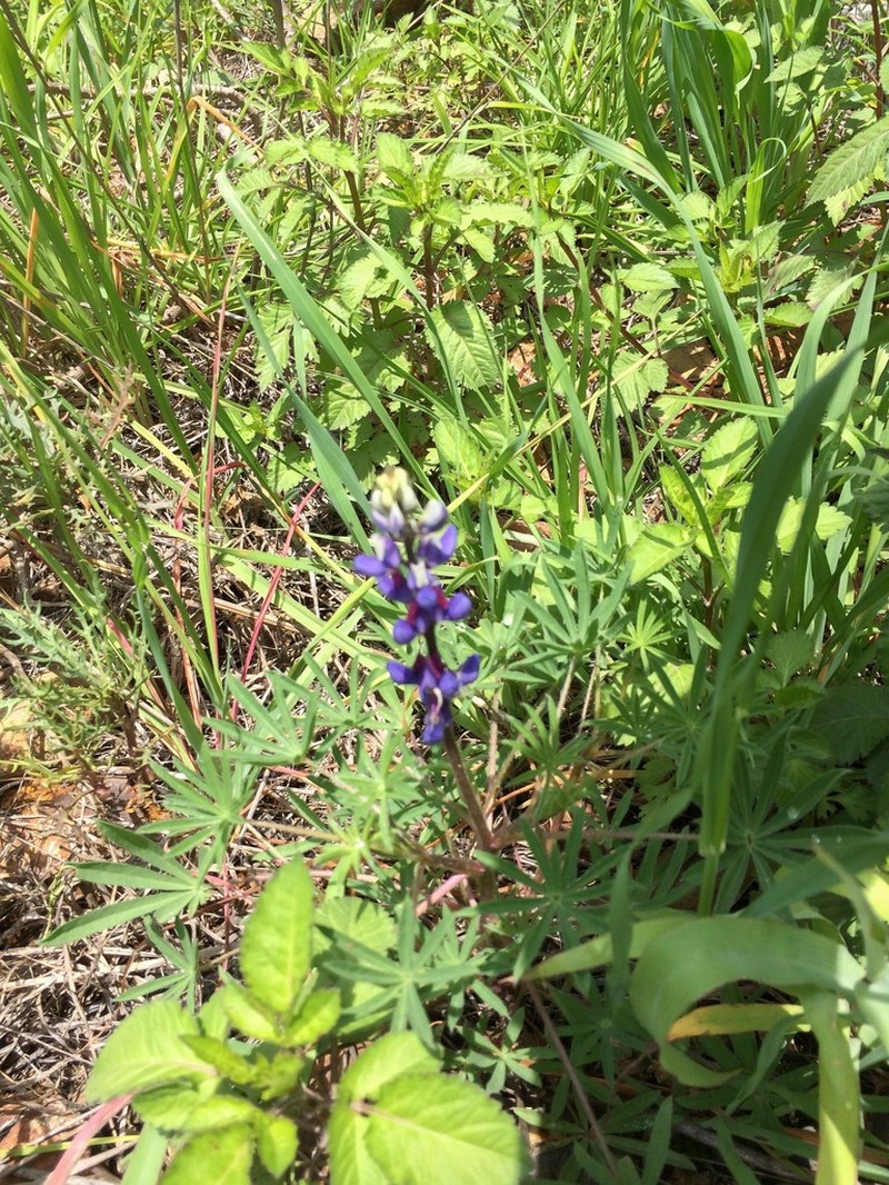 Lupinus matucanicus