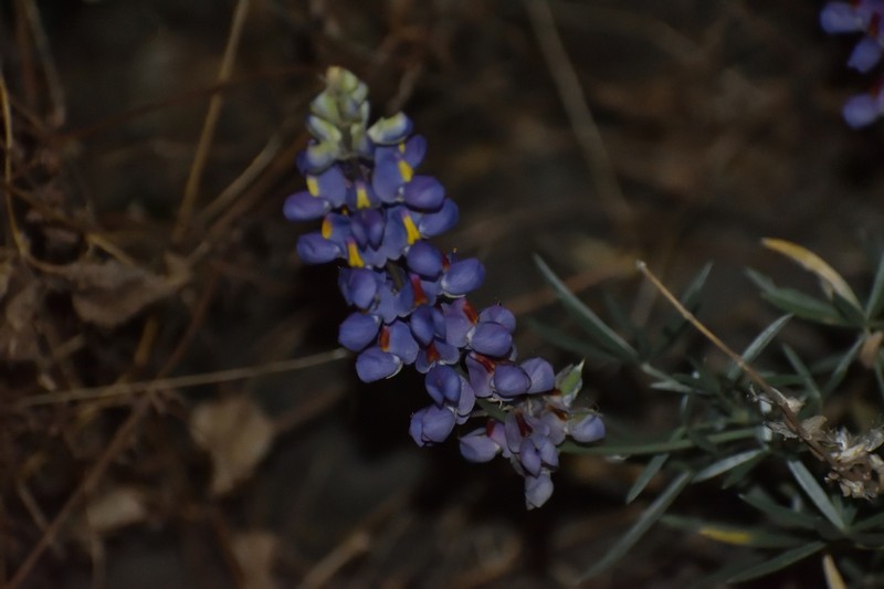Lupinus matucanicus photo 2