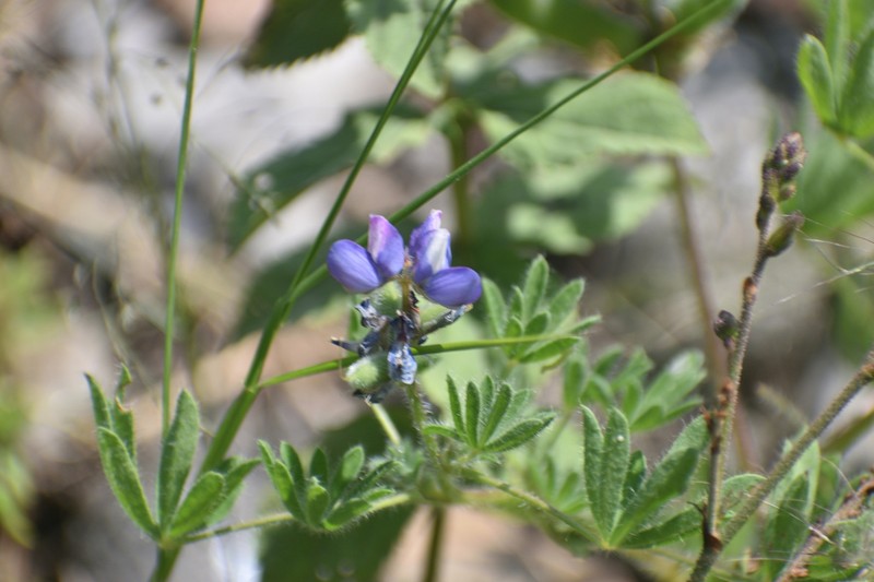 Lupinus matucanicus photo 3