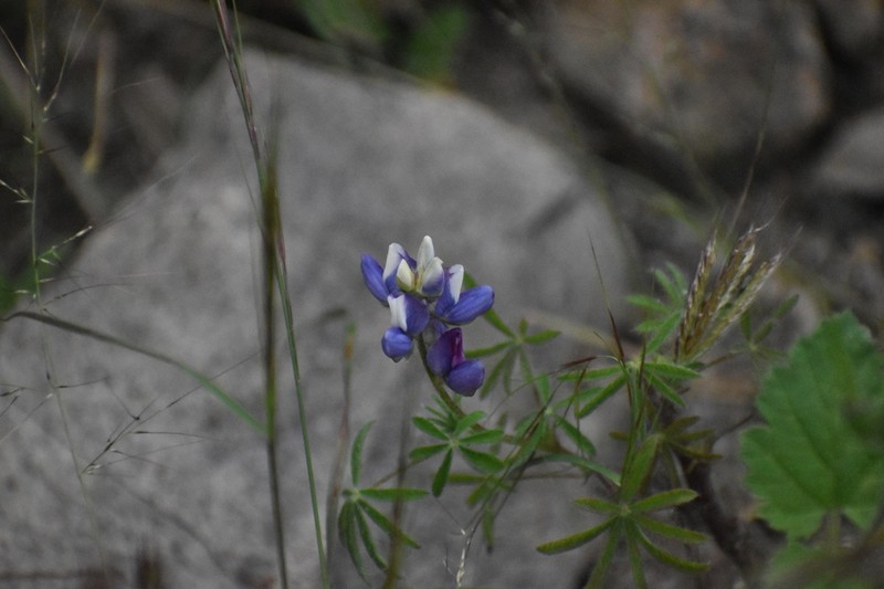 Lupinus matucanicus photo 4