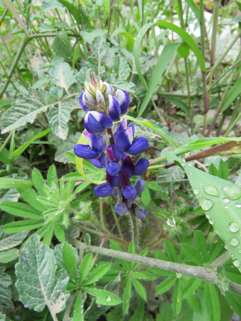 Lupinus matucanicus photo 5