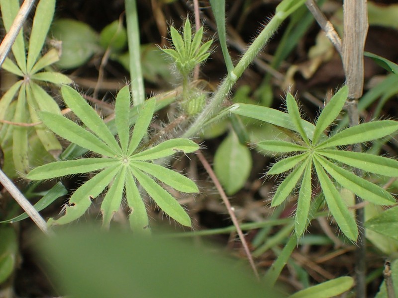 Lupinus matucanicus photo 6