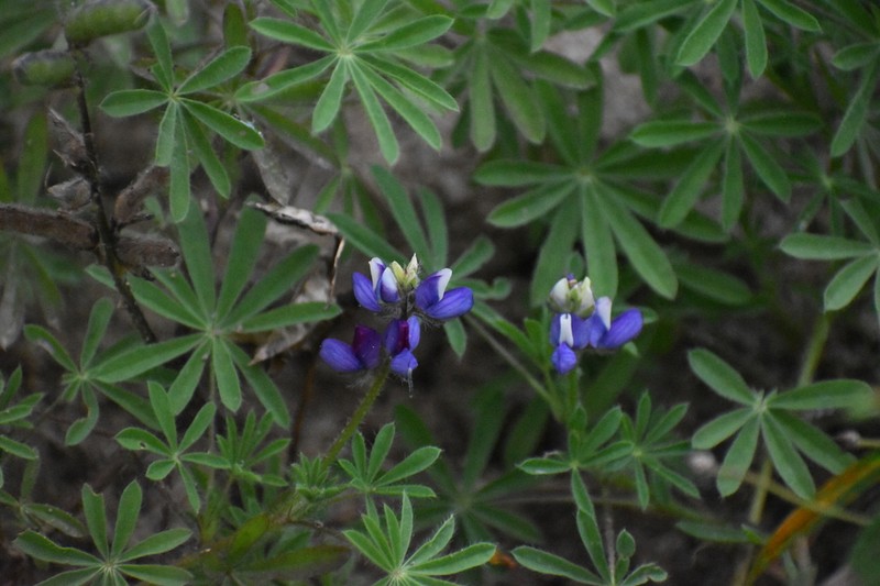 Lupinus matucanicus photo 7