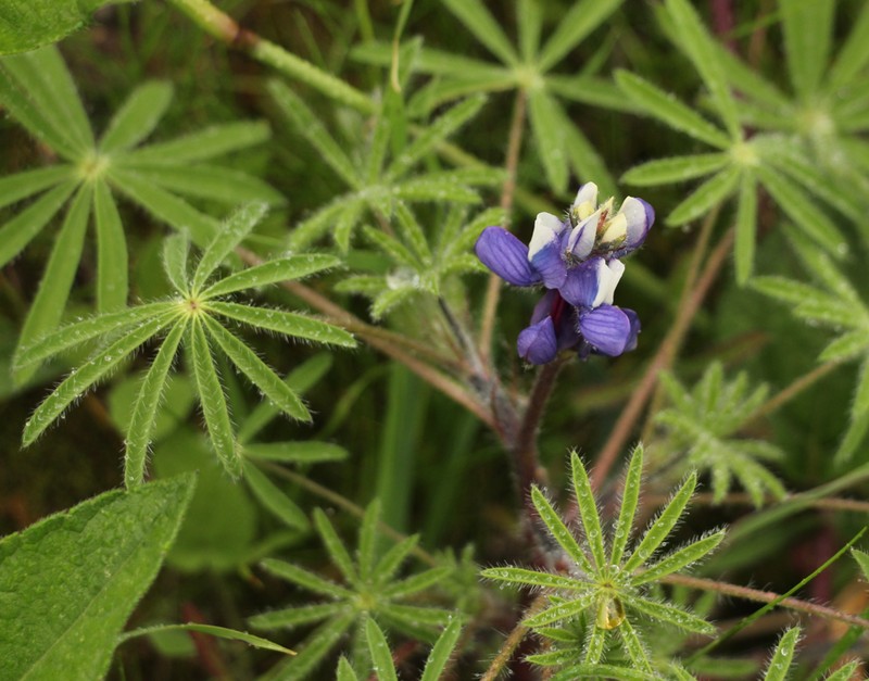 Lupinus matucanicus photo 8
