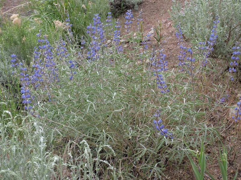 Lake Tahoe Lupine
