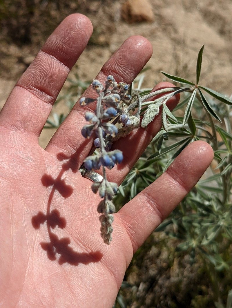 Lake Tahoe Lupine photo 3