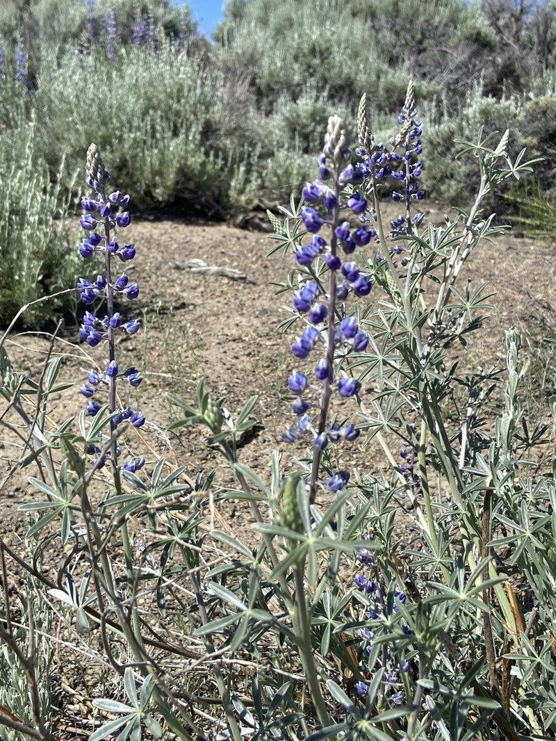 Lake Tahoe Lupine photo 4