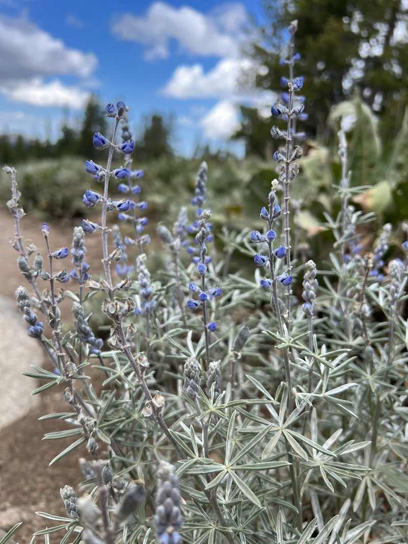 Lake Tahoe Lupine photo 6