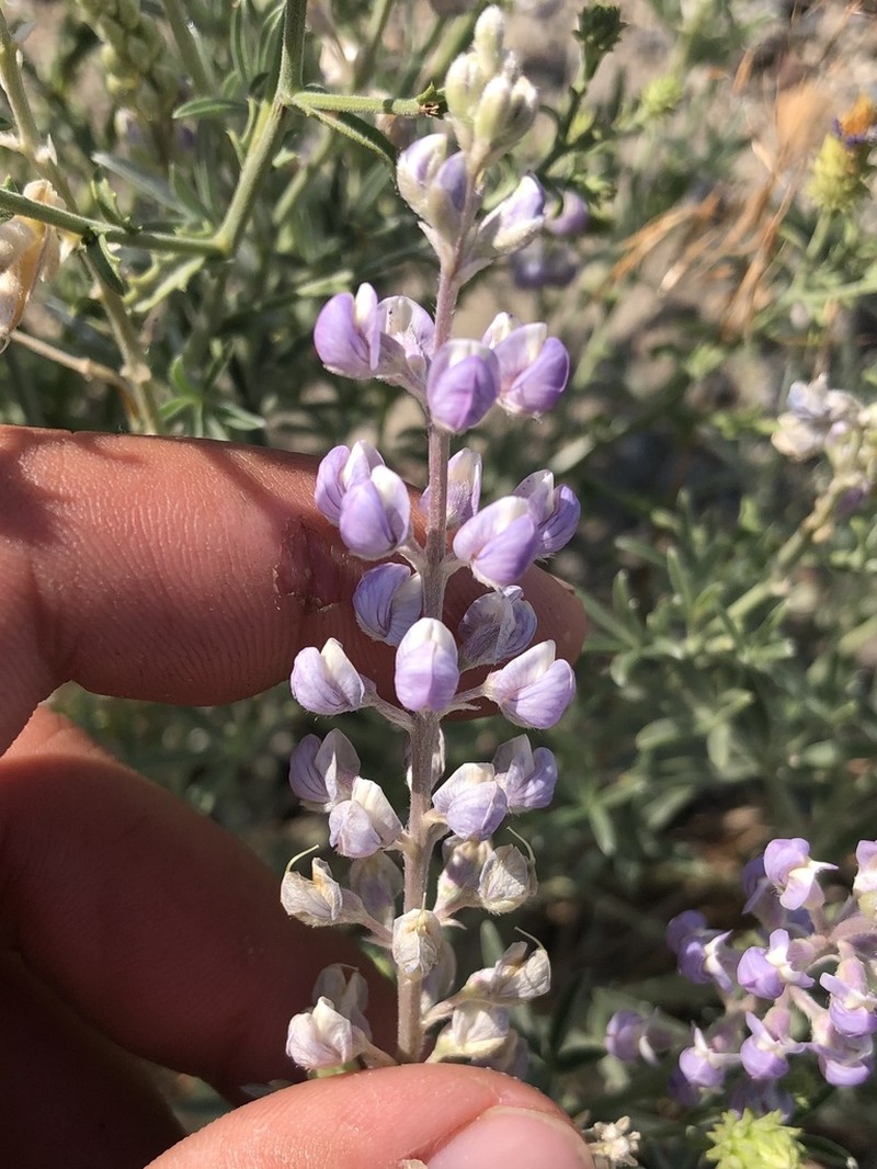 Lake Tahoe Lupine photo 7