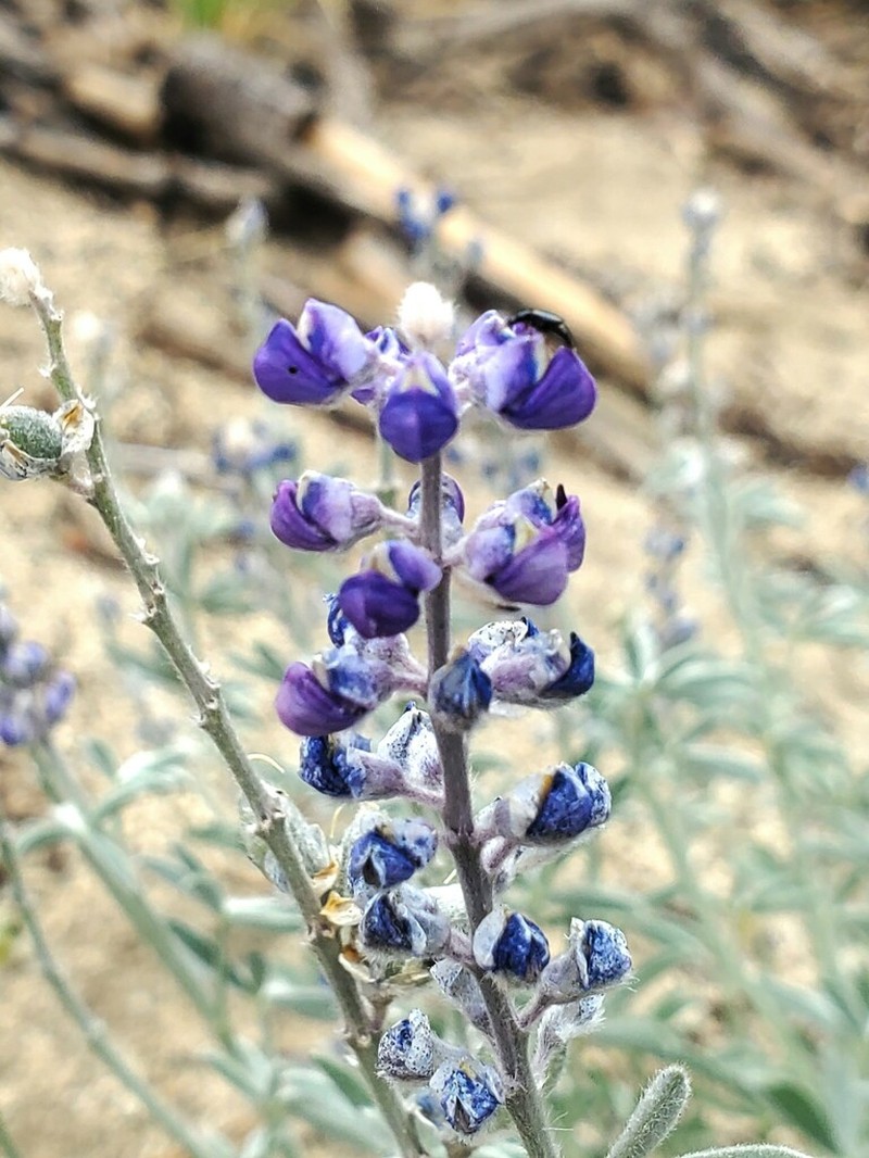 Lake Tahoe Lupine photo 8