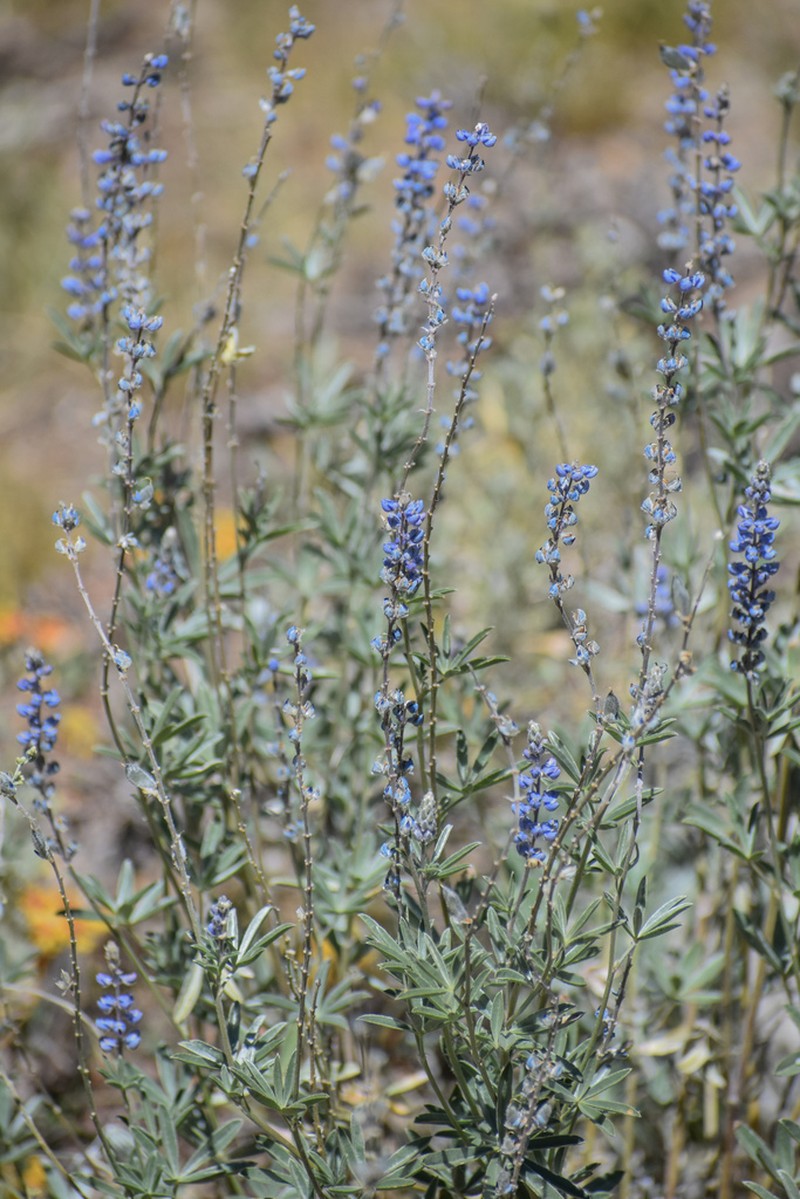 Lake Tahoe Lupine photo 9