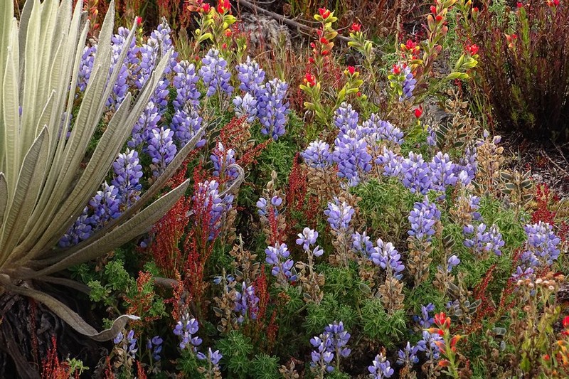 Lupinus meridanus