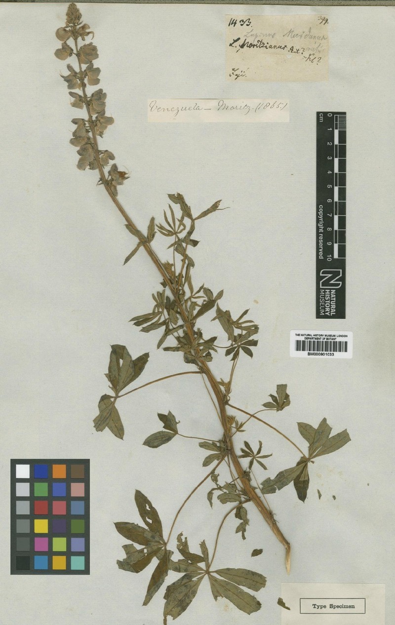 Lupinus meridanus photo 2