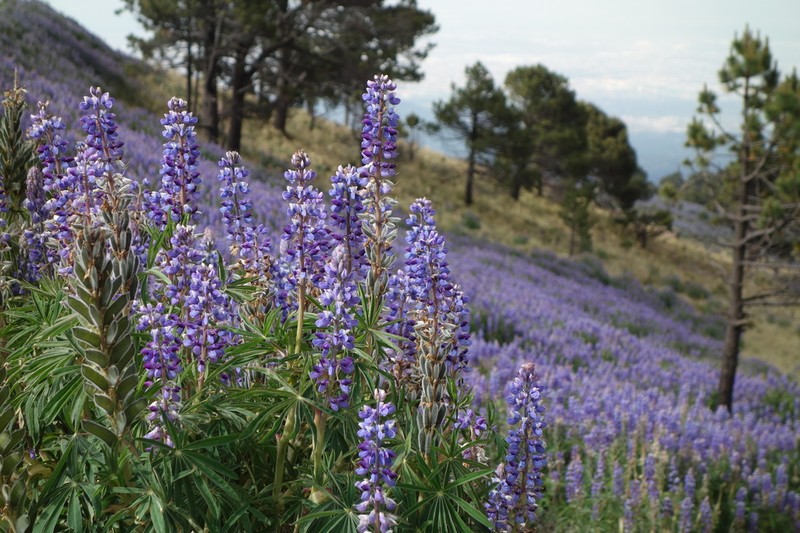Lupinus mexicanus