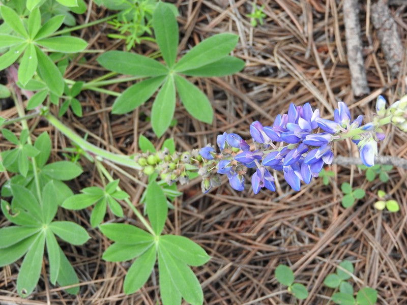 Lupinus mexicanus photo 2