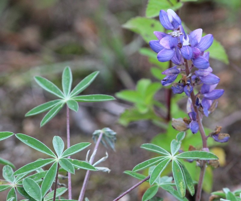 Lupinus mexicanus photo 3