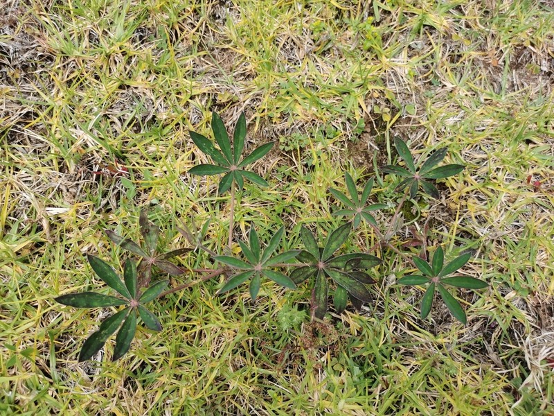 Lupinus mexicanus photo 4
