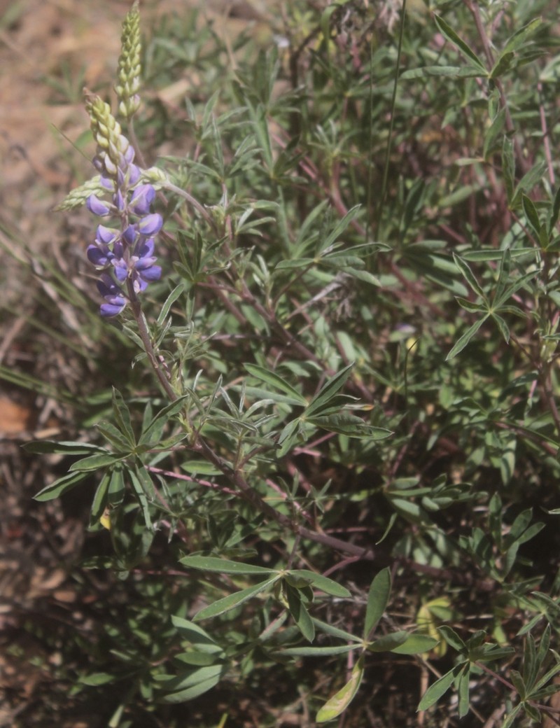 Lupinus mexicanus photo 5