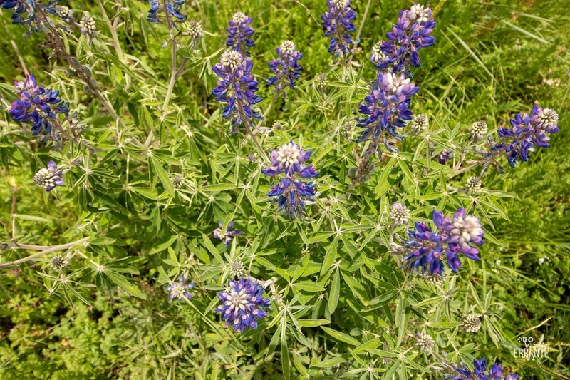 Lupinus mexicanus photo 8