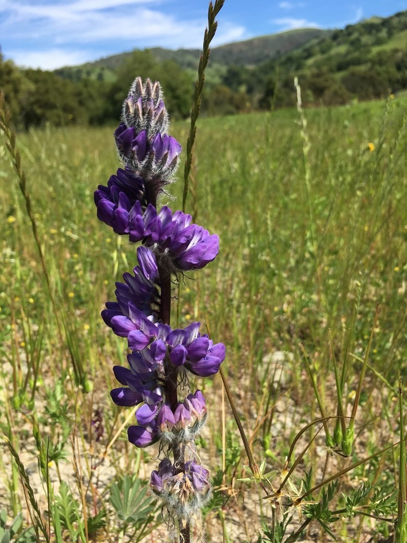 Lupinus microcarpus photo 2