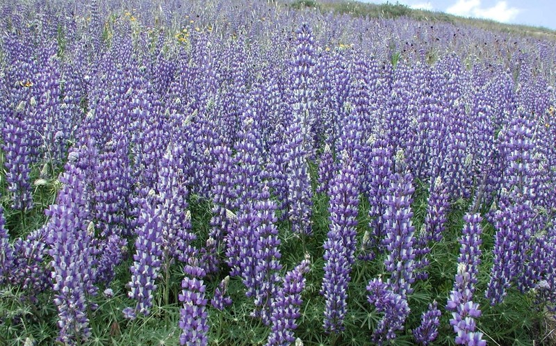 Lupinus microcarpus photo 3