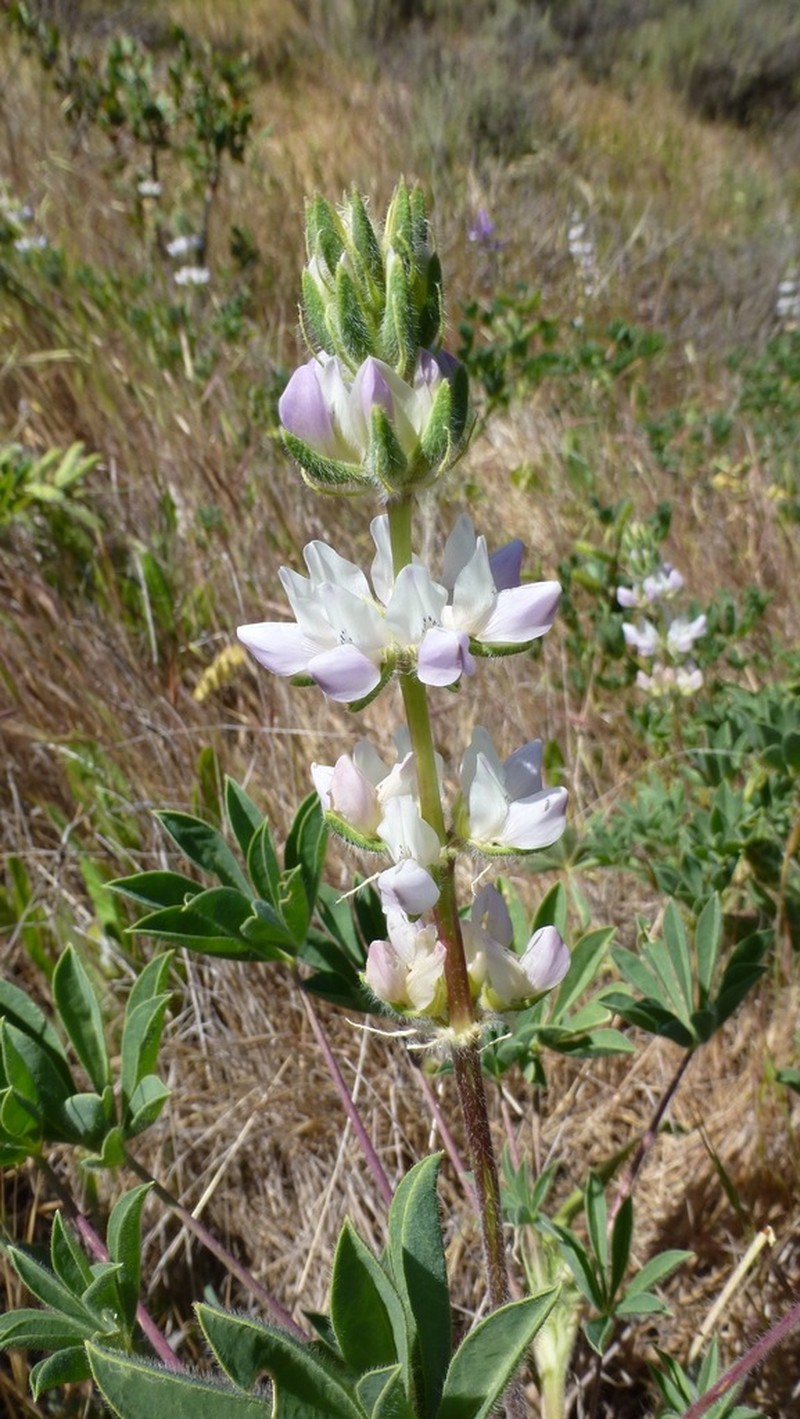 Lupinus microcarpus photo 5