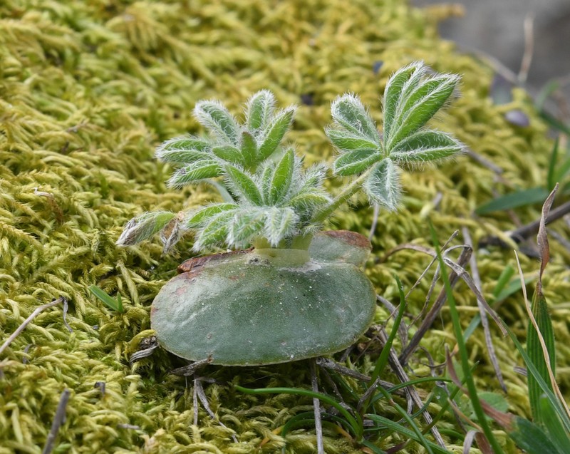 Lupinus microcarpus photo 6