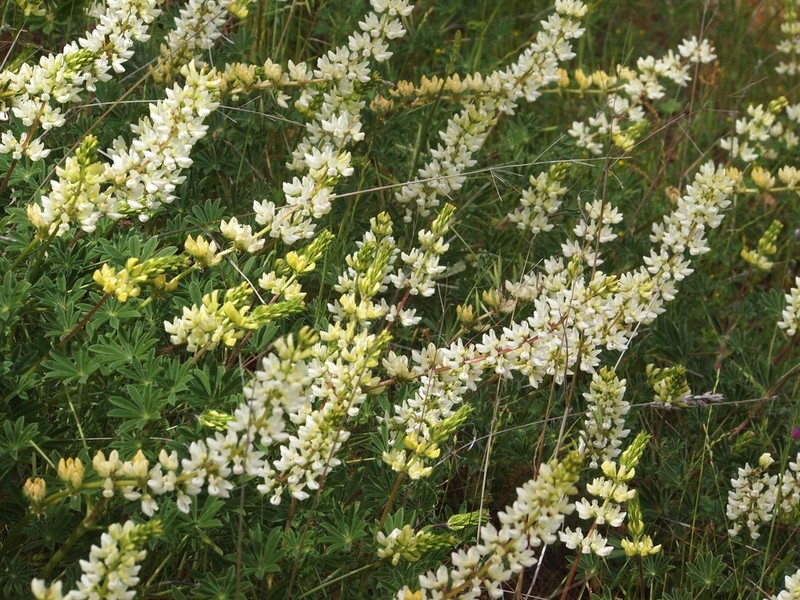 Lupinus microcarpus photo 7