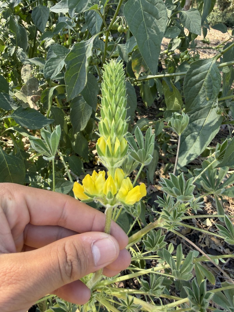 Whitewhorl Lupine