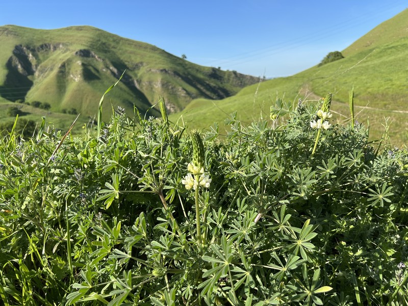 Whitewhorl Lupine photo 2