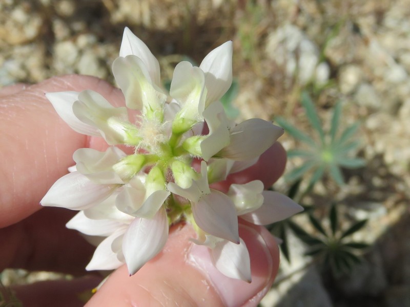 Whitewhorl Lupine photo 3