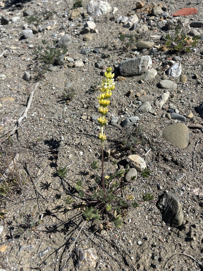 Whitewhorl Lupine photo 4