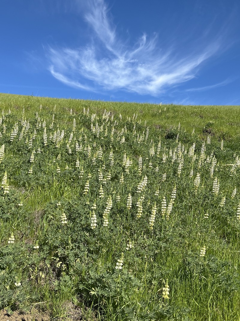 Whitewhorl Lupine photo 5