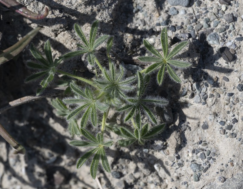 Whitewhorl Lupine photo 6