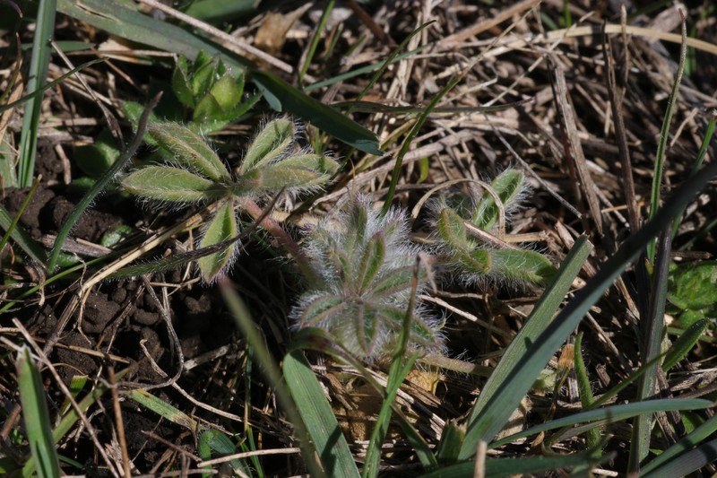 Whitewhorl Lupine photo 7