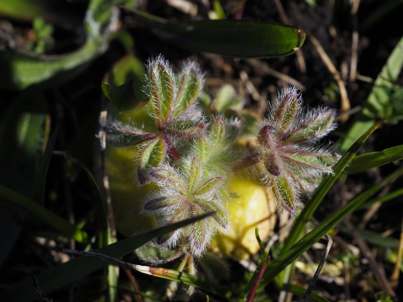 Whitewhorl Lupine photo 8