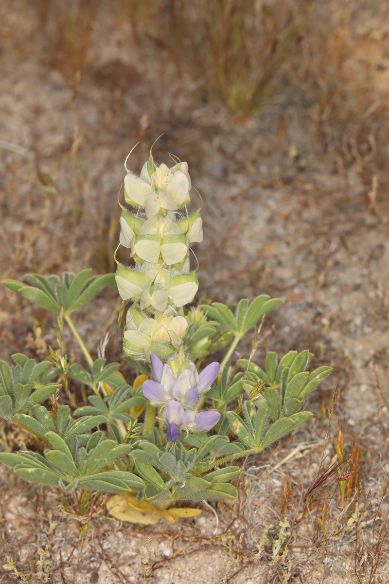 Sunset Lupine