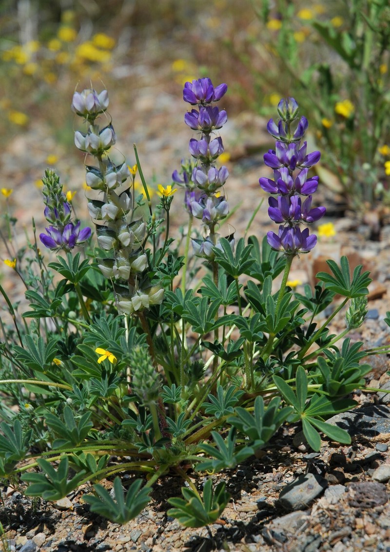 Sunset Lupine photo 2