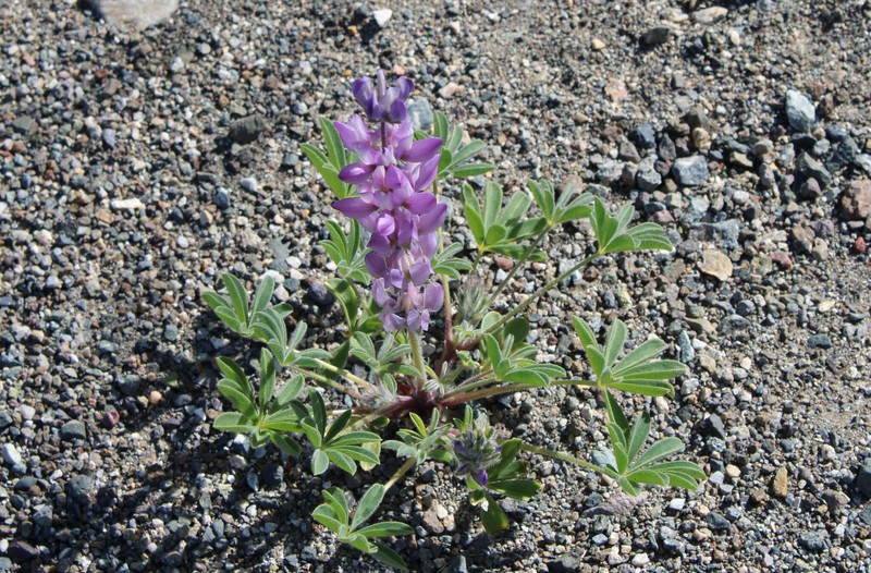 Sunset Lupine photo 3